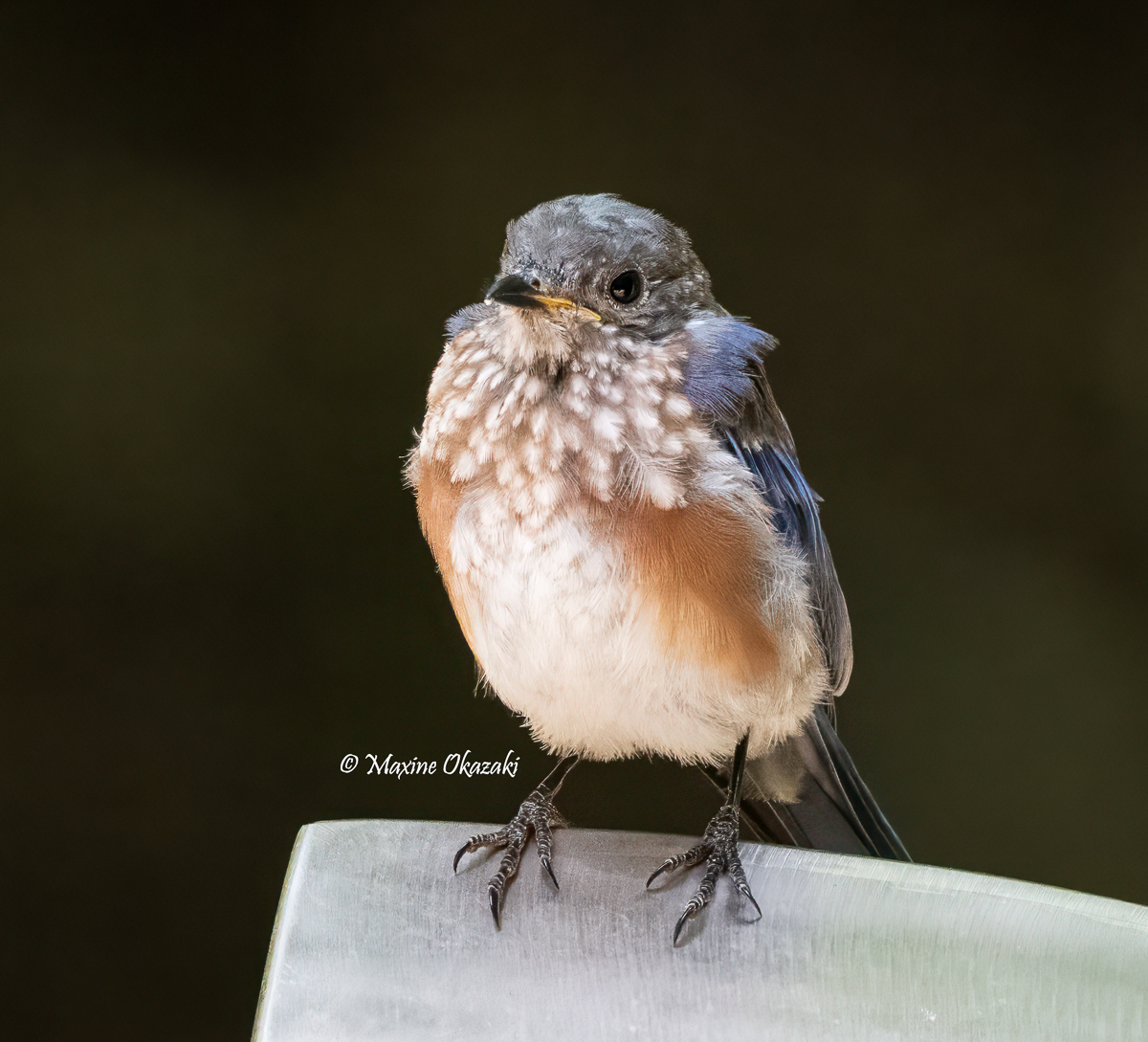 Juvenile Eastern bluebird molting into adult plumage, Orange County, NC