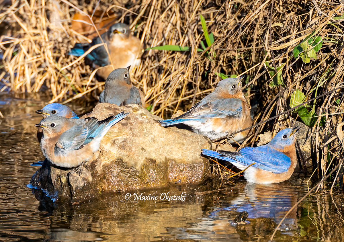 Thirsty Eastern bluebirds, Orange County, NC