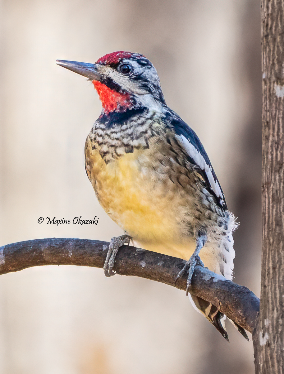 Male Yellow-bellied sapsucker, Orange County, NC