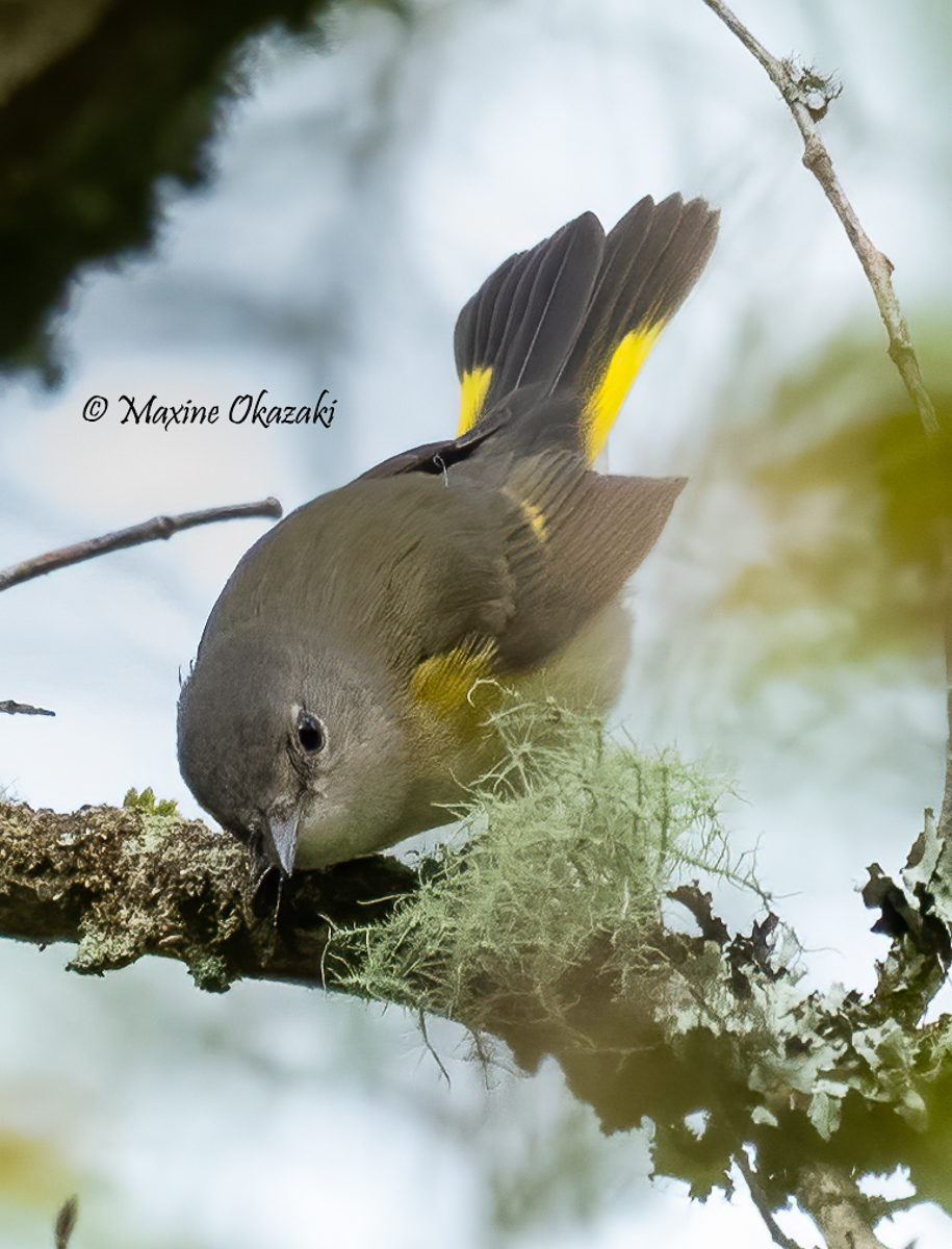 Female American redstart, Orange County, NC