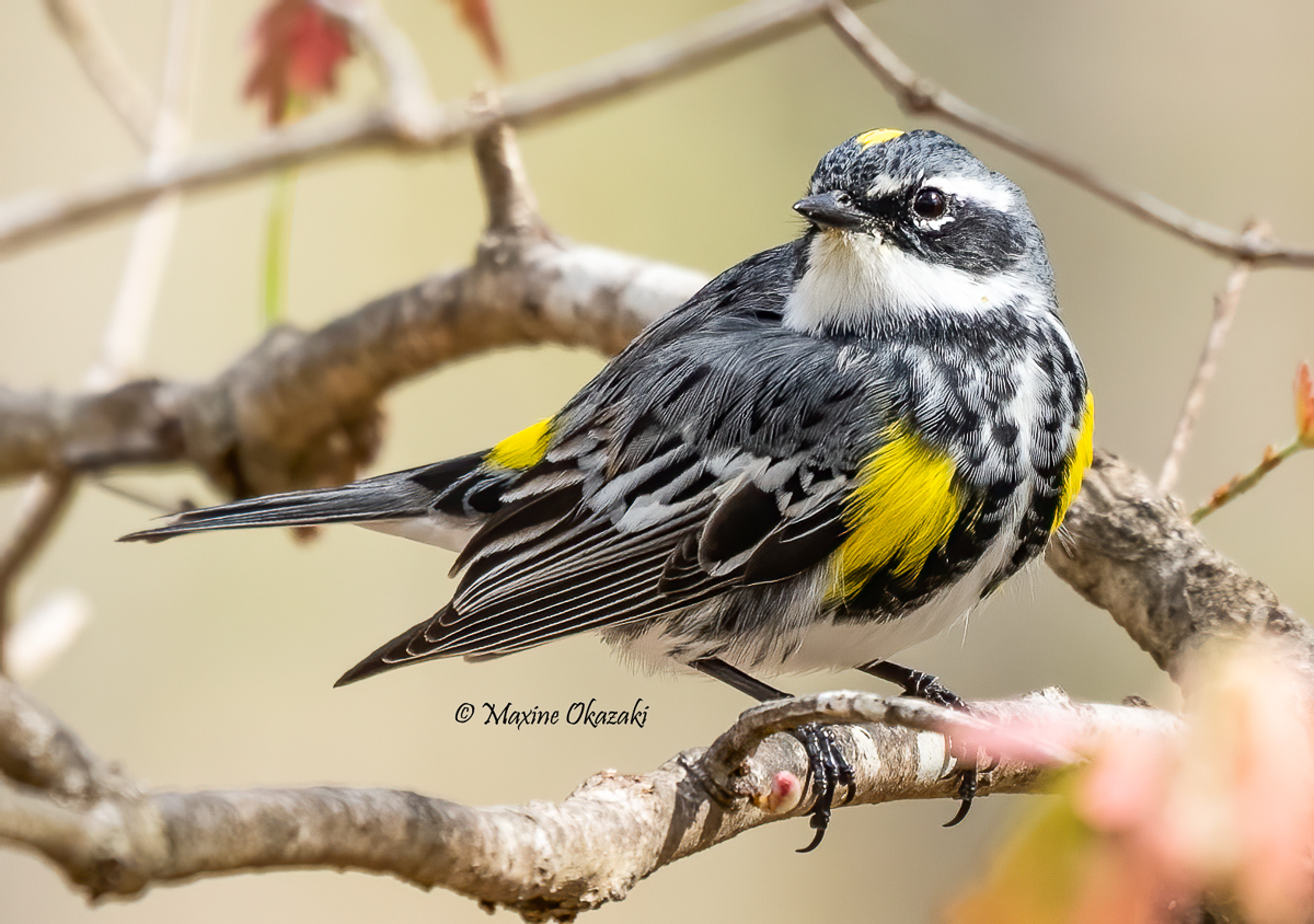 Male Yellow-rumped warbler in breeding plumage, Orange County, NC