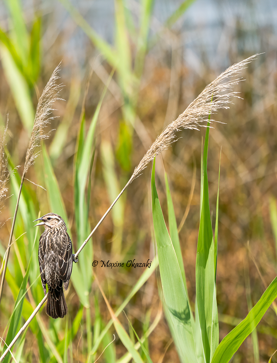 Female Red-winged blackbird, Outer Banks, NC