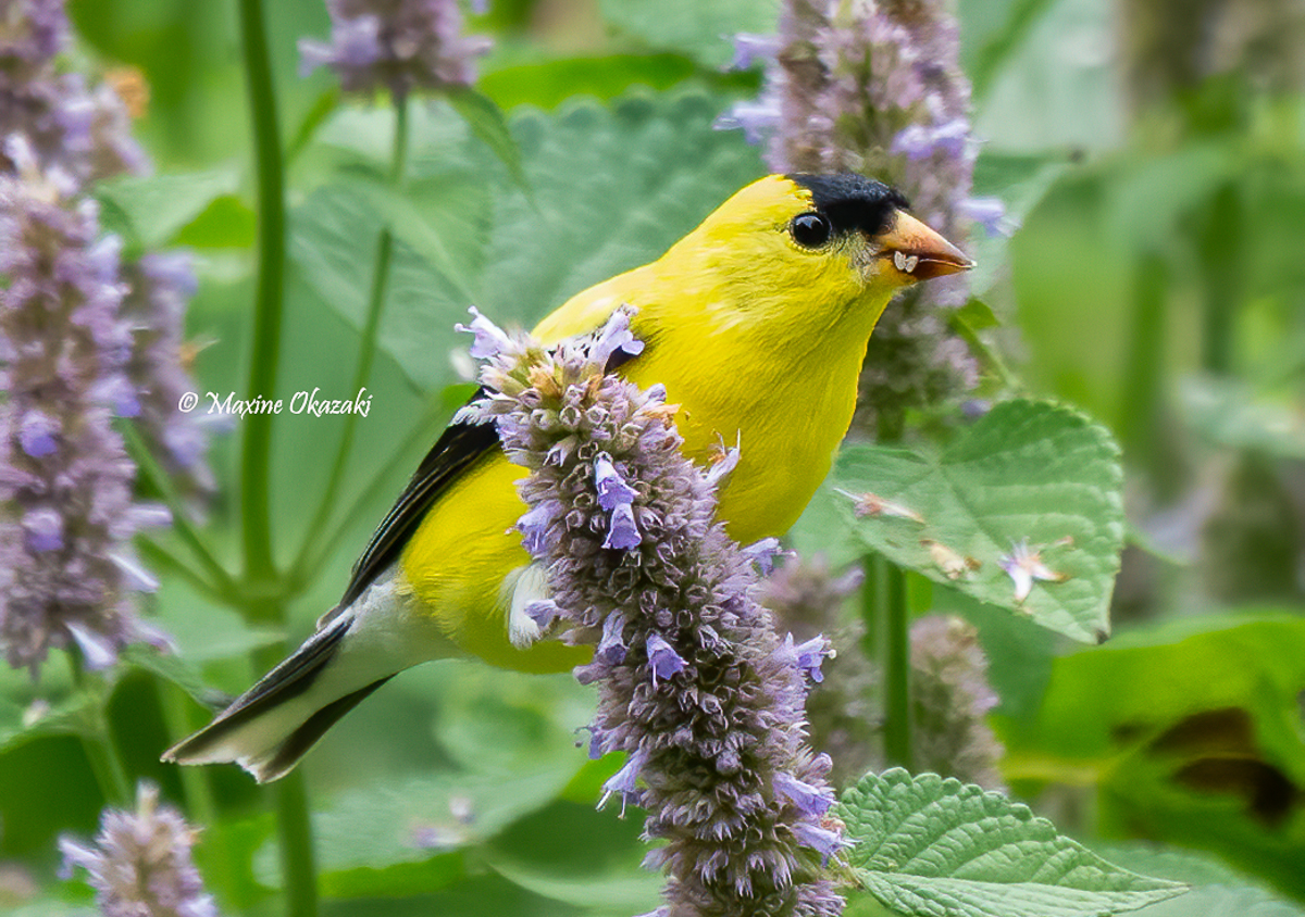 Male American goldfinch eating anise hyssop seeds, Durham County, NC
