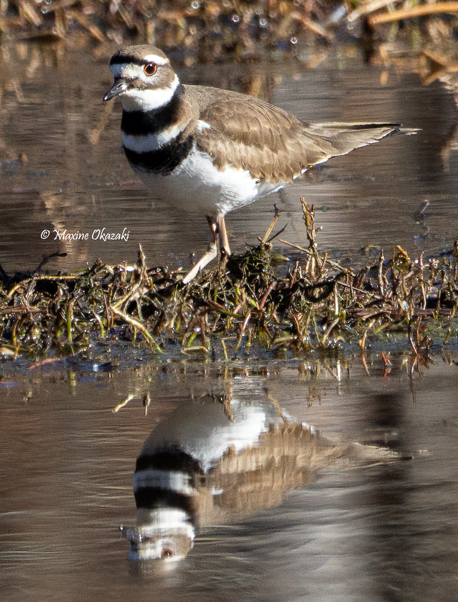 Killdeer with reflection, Durham County, NC