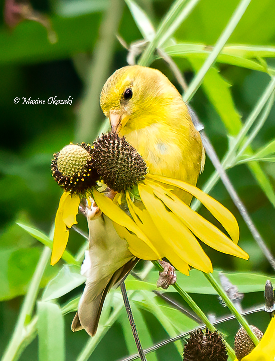 American goldfinch eating black-reyerd Susan seeds, Durham County, NC