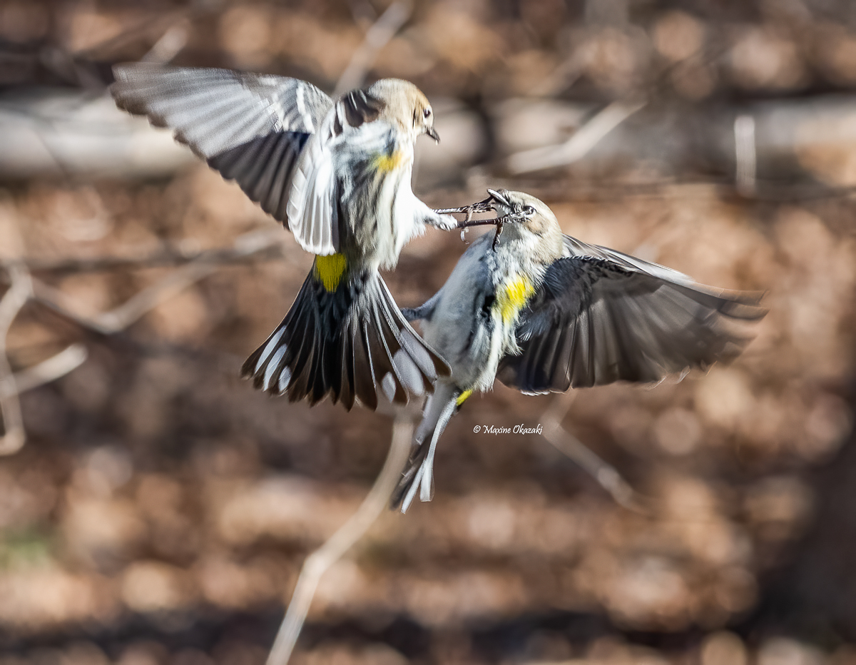 Yellow-rumped warblers fighting, Orange County, NC
