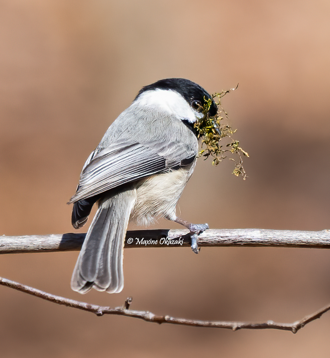 Carolina chickadee with nesting material, Orange County, NC