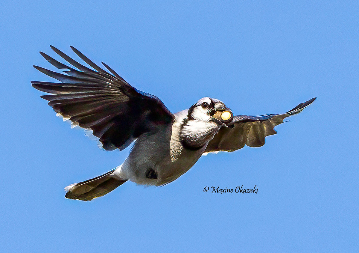 Blue jay with 2 acorns, Orange County, NC
