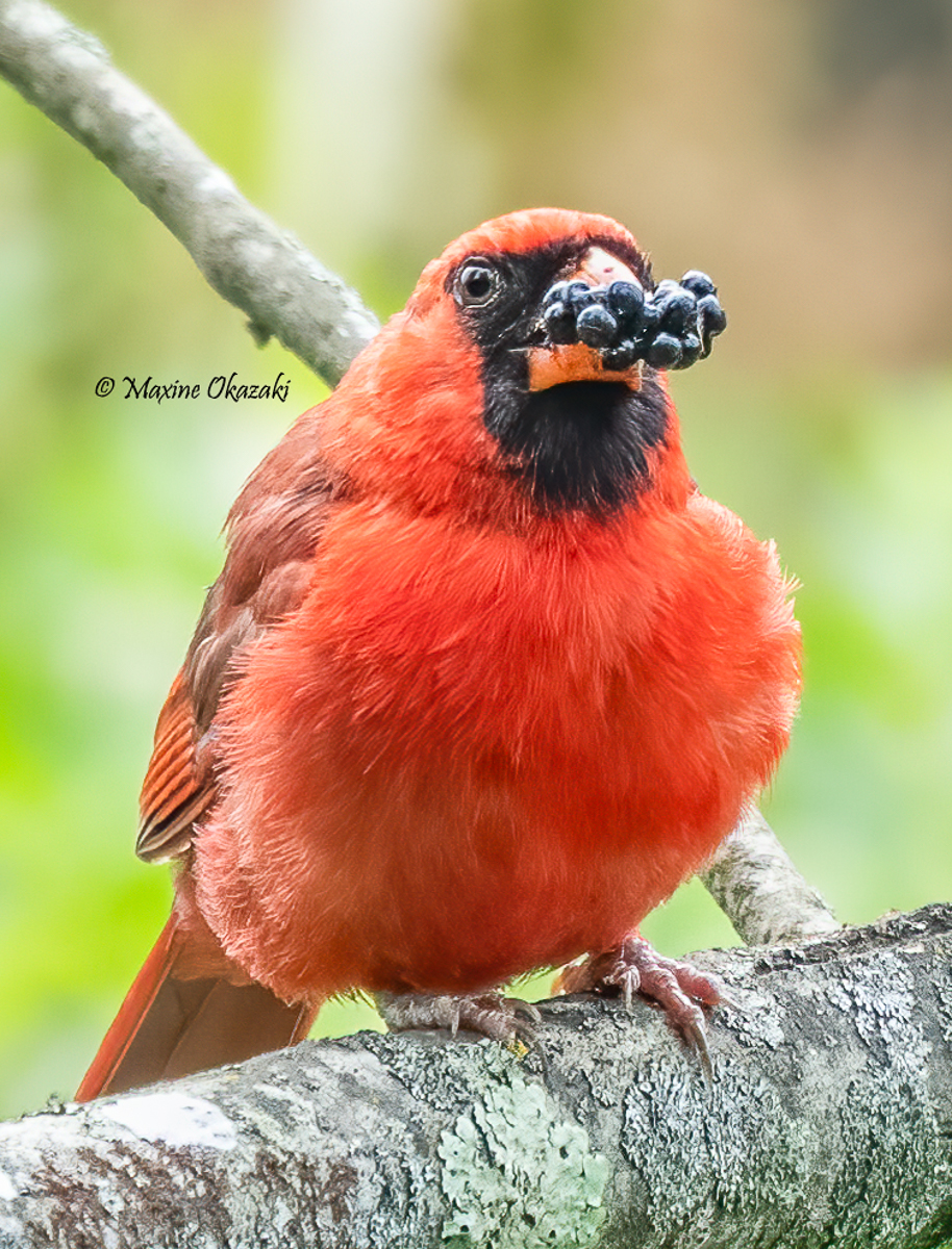 Male Northern cardinal eating blackberry, Durham County, NC