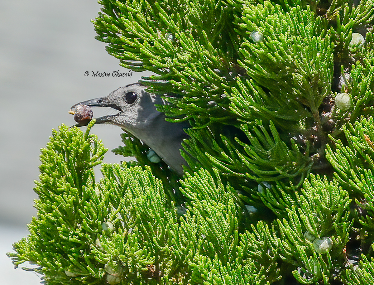 Gray catbird with juniper berry, Duck, NC