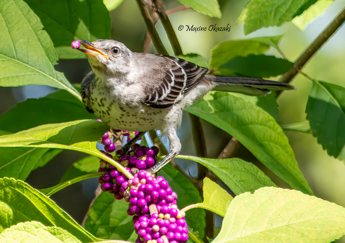 Immature Northern mockingbird with beautyberry, Durham County, NC