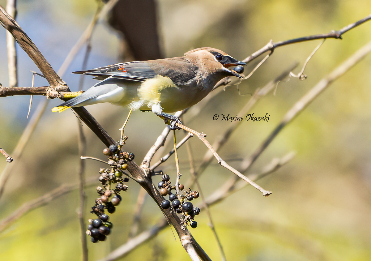 Cedar waxwing with greenbrier berry, Orange County, NC