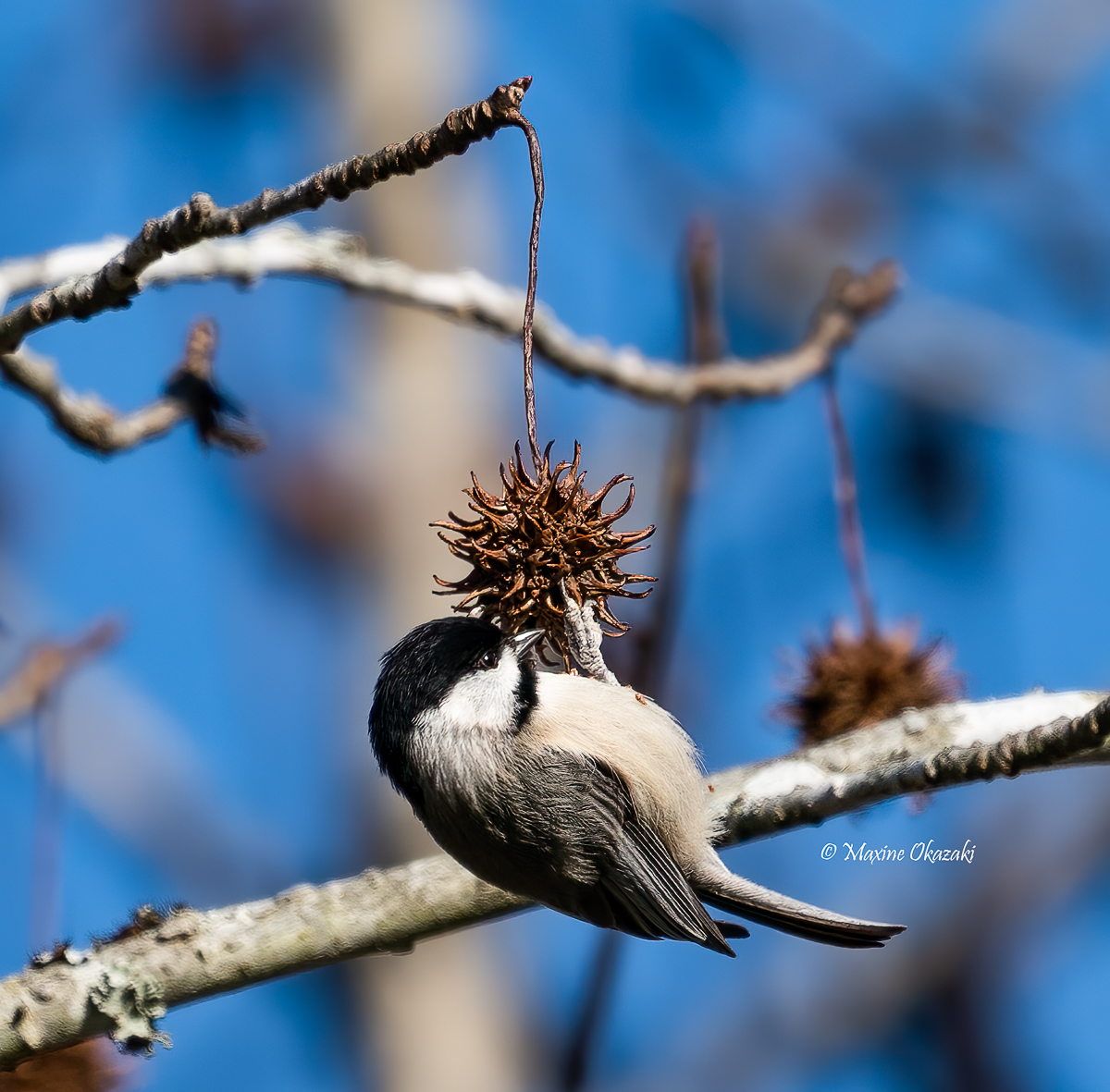 Carolina chickadee eating sweet gum seeds, Durham County, NC