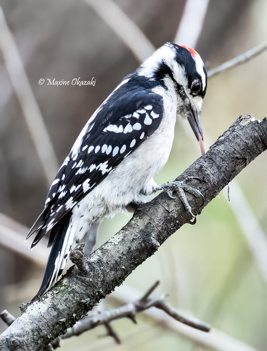Downy woodpecker using tongue to search for insects, Durham County, NC