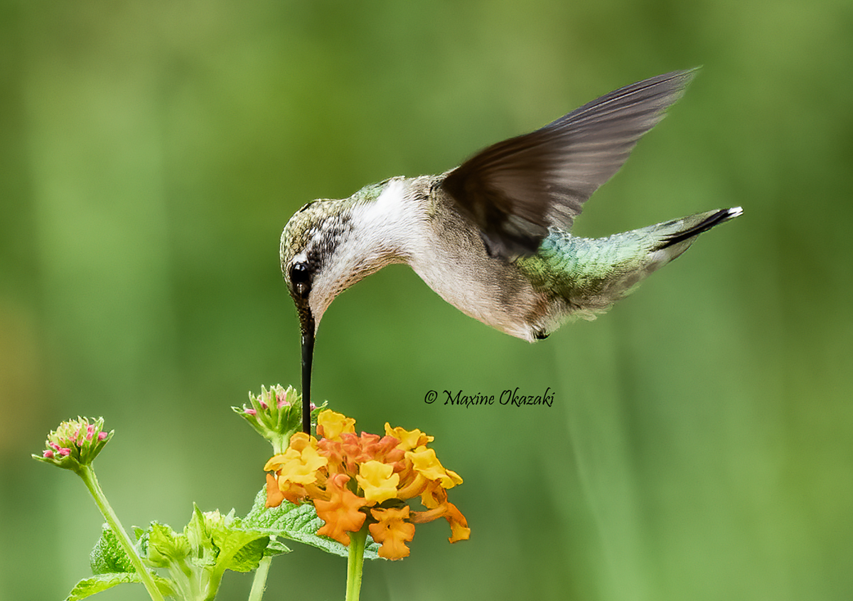 Ruby-throated hummingbird at lantana, Durham County, NC