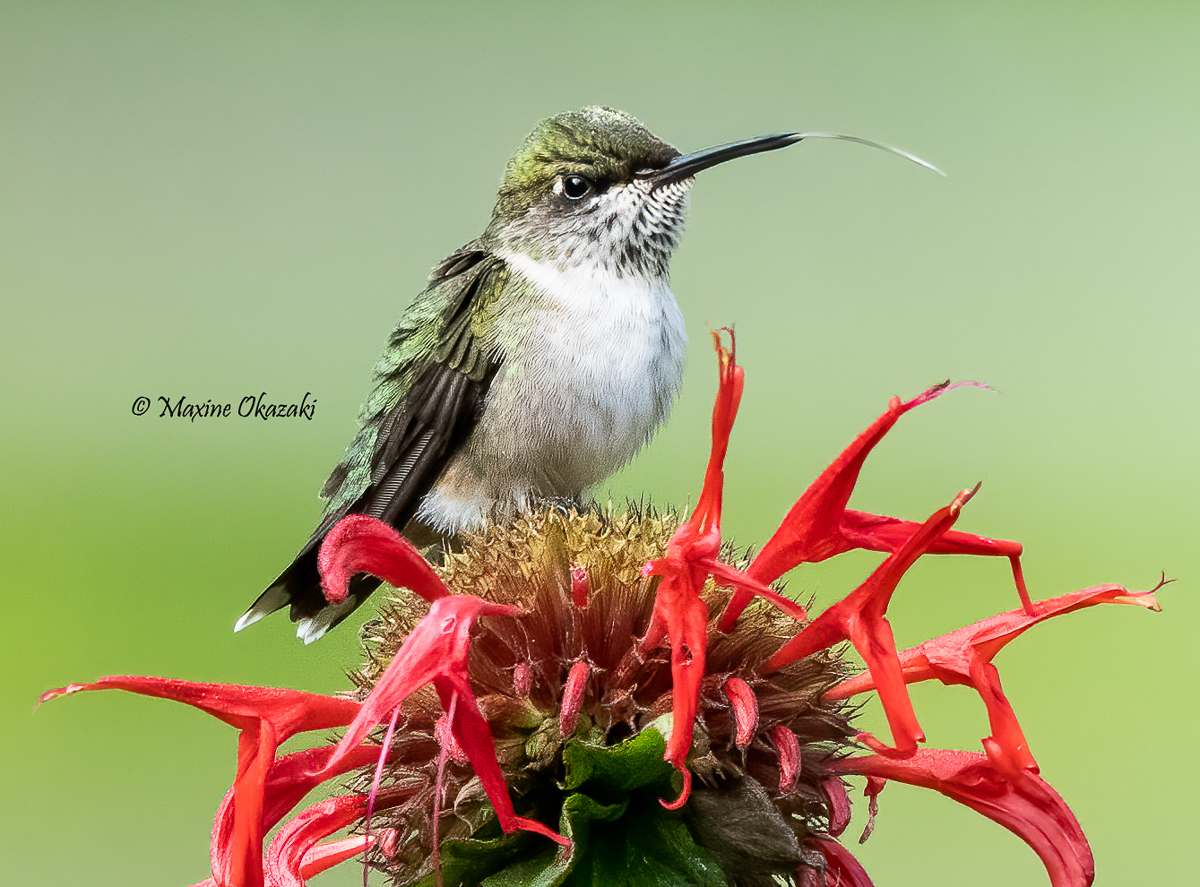 Juvenile Ruby-throated hummingbird on bee balm, Durham County, NC