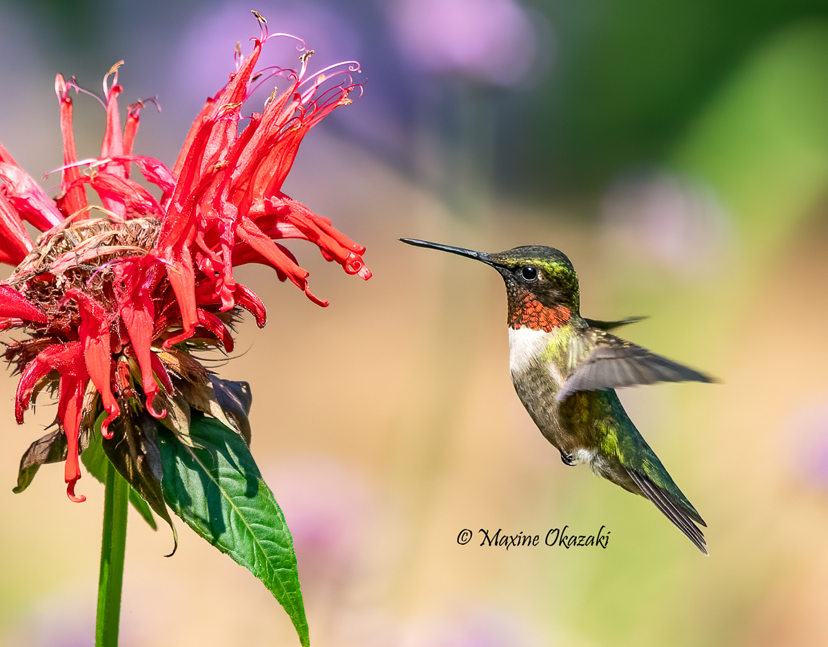 Male Ruby-throated hummingbird, at bee balm Durham County, NC