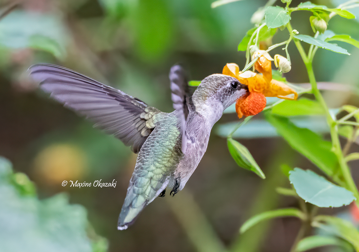 Ruby-throated hummingbird at jewelweed, Durham County, NC