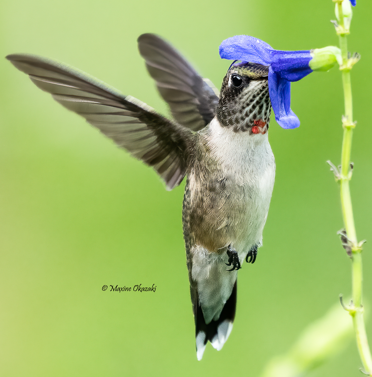 Juvenile male Ruby-throated hummingbird at salvia, Durham County, NC