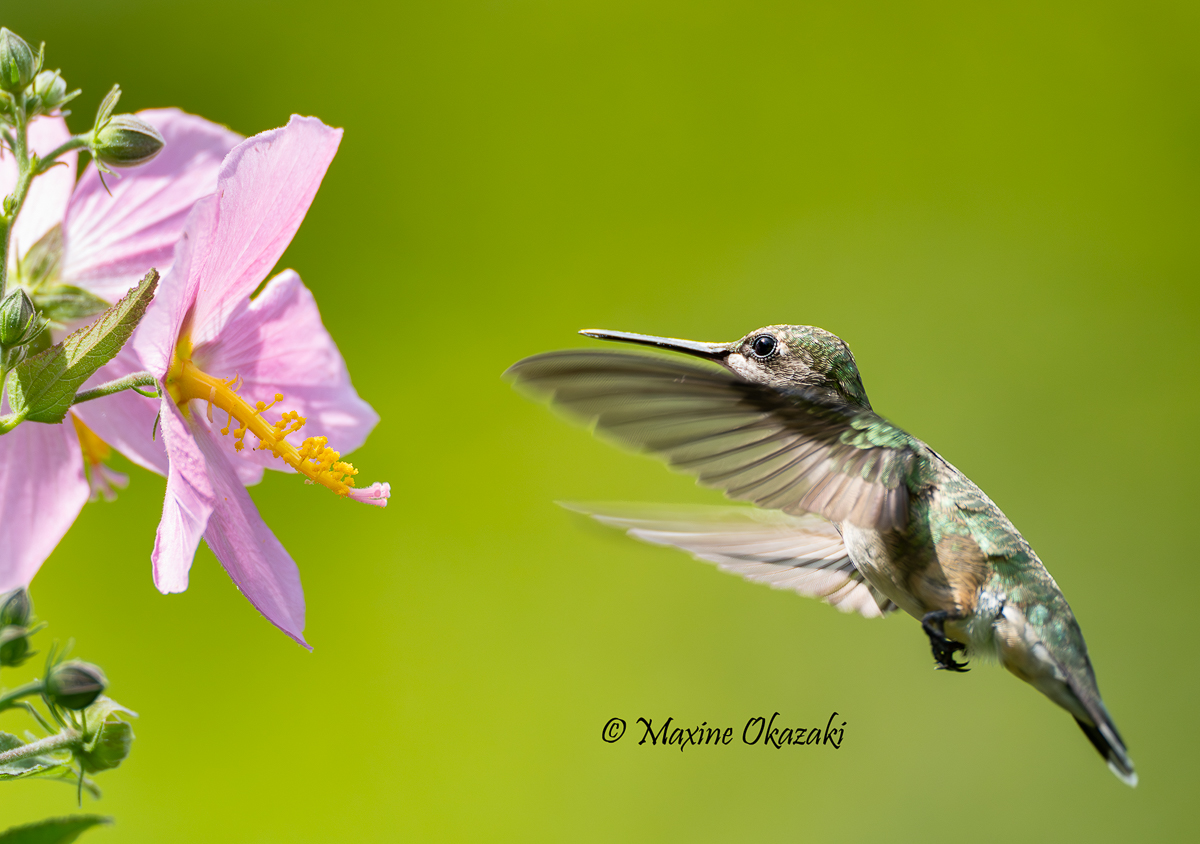 Ruby-throated hummiongbird and seashore mallow, Orange County, NC