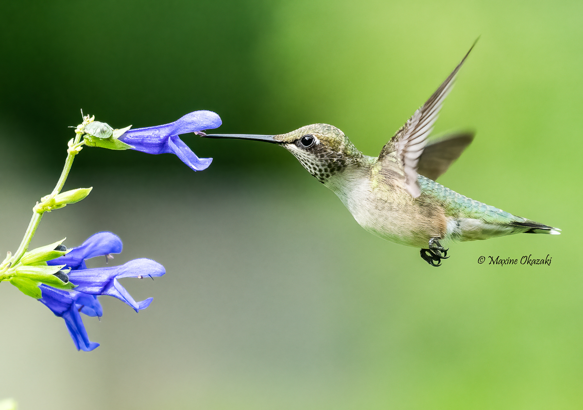 Juvenile Ruby-throated hummingbird at salvia, Durham County, NC