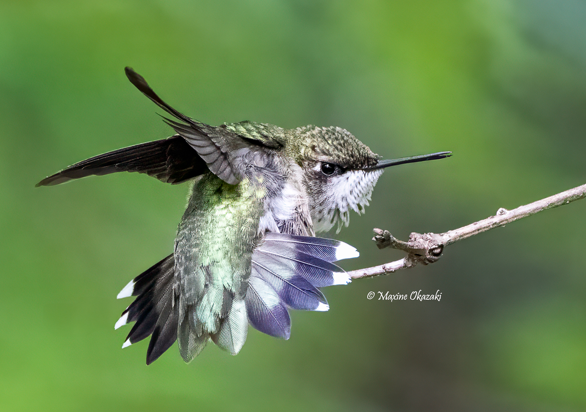 Immature ruby-throated hummingbird stretching, Orange County, NC