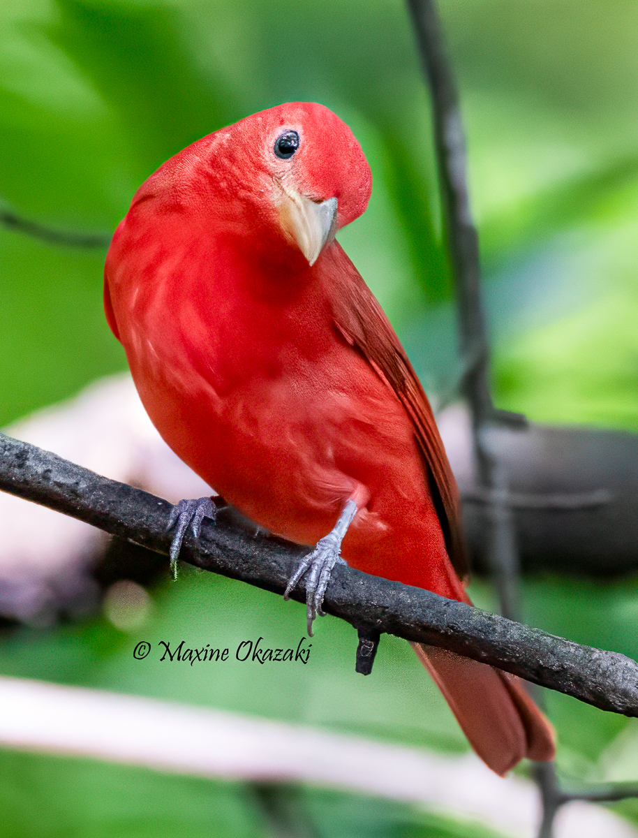 Summer tanager, Orange County, NC