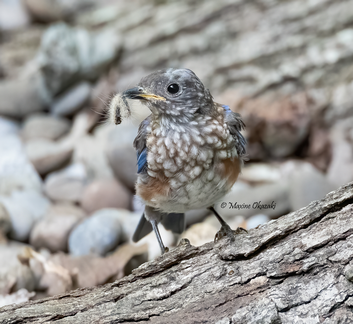 Immature Eastern bluebird with a snack, Orange County, NC