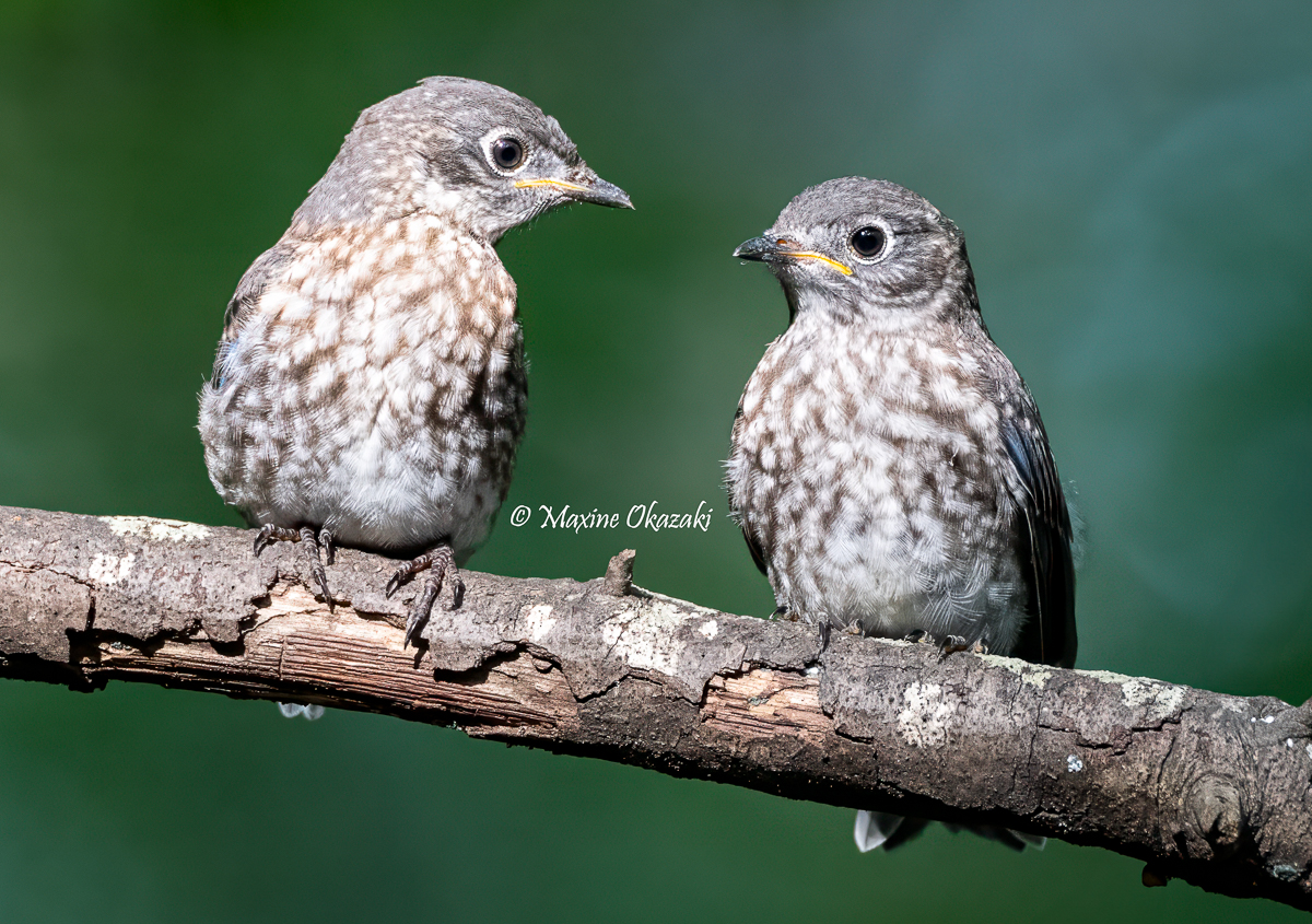 Juvenile Eastern bluebird siblings, Orange County, NC