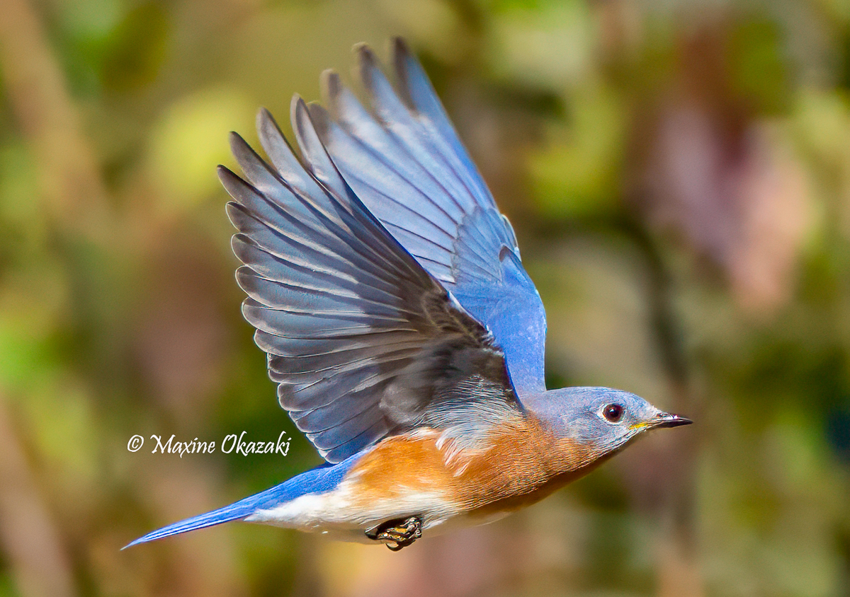 Eastern bluebird, Orange County, NC