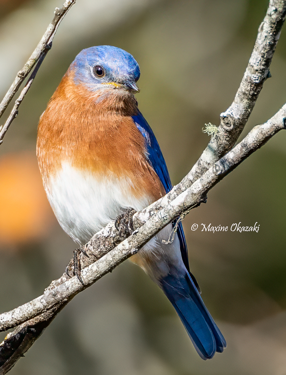 Eastern bluebird, Orange County, NC
