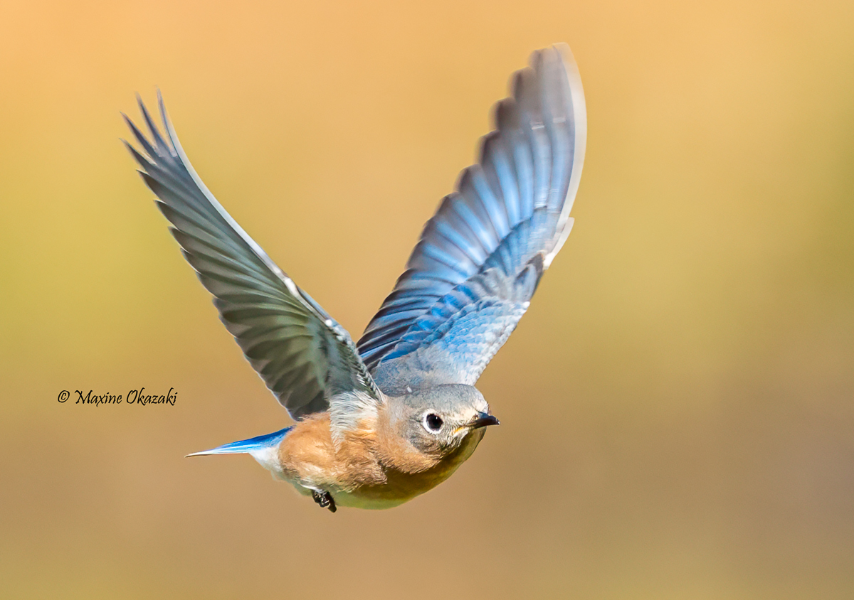 Eastern bluebird, Orange County, NC