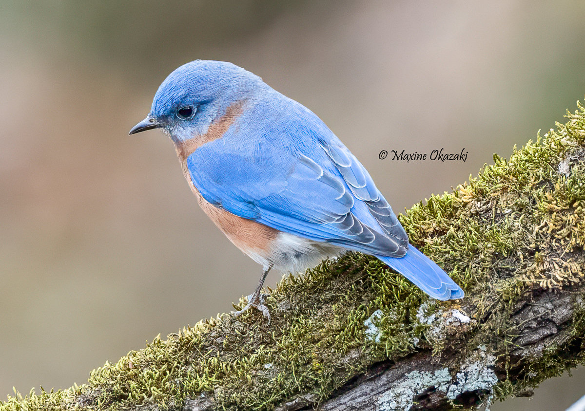 Eastern bluebird, Orange County, CN