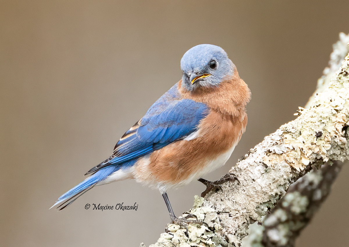 Eastern bluebird, Orange County, NC