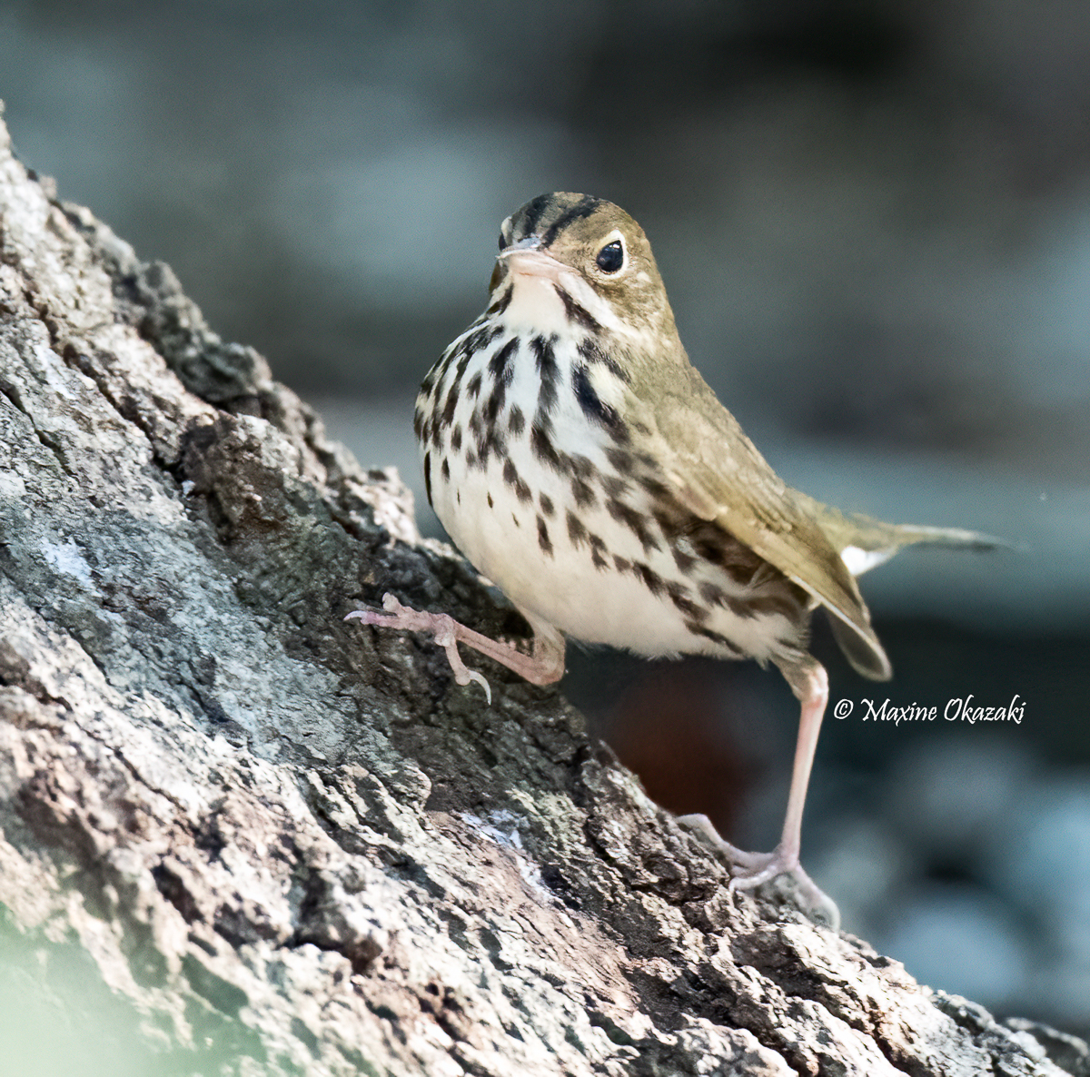 Ovenbird, Orange County