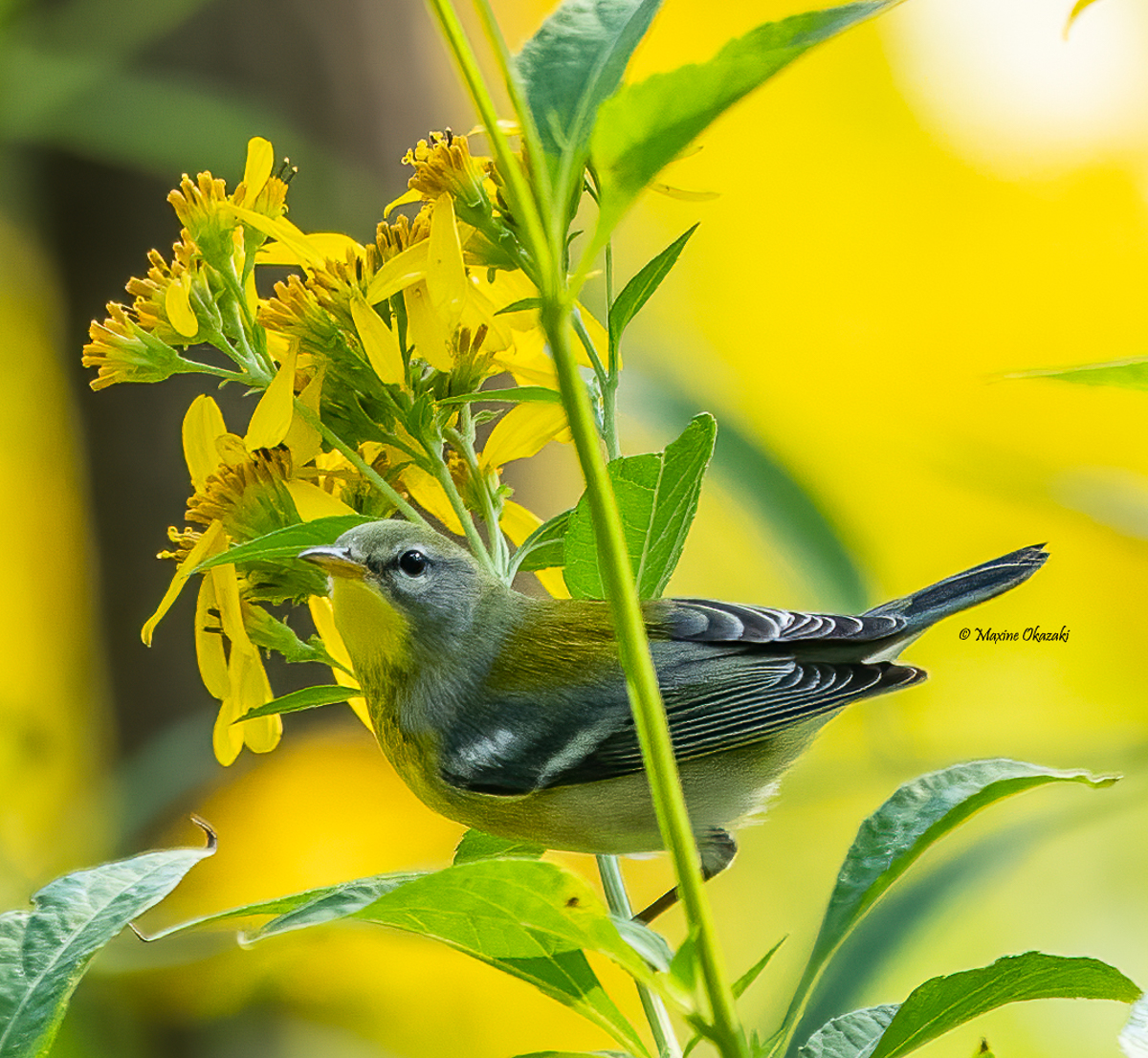 Northern parula on crownbeard, Orange County, NC