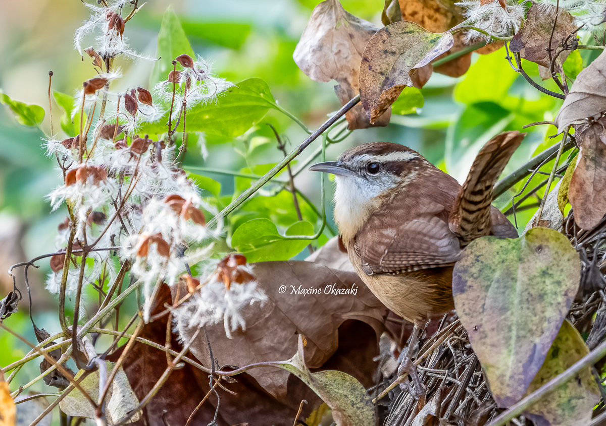 Carolina wren, Durham County, NC