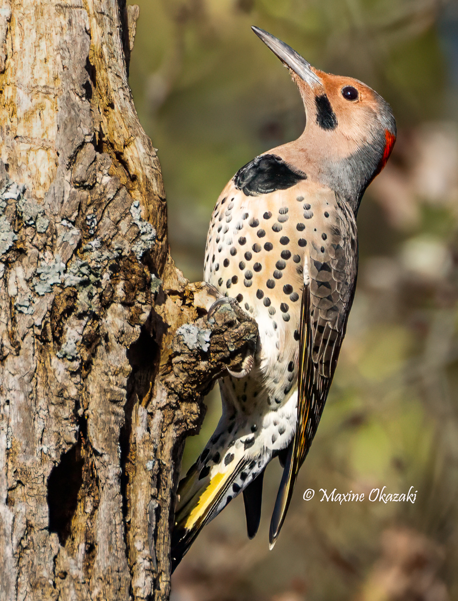 Northern flicker, Orange County, NC