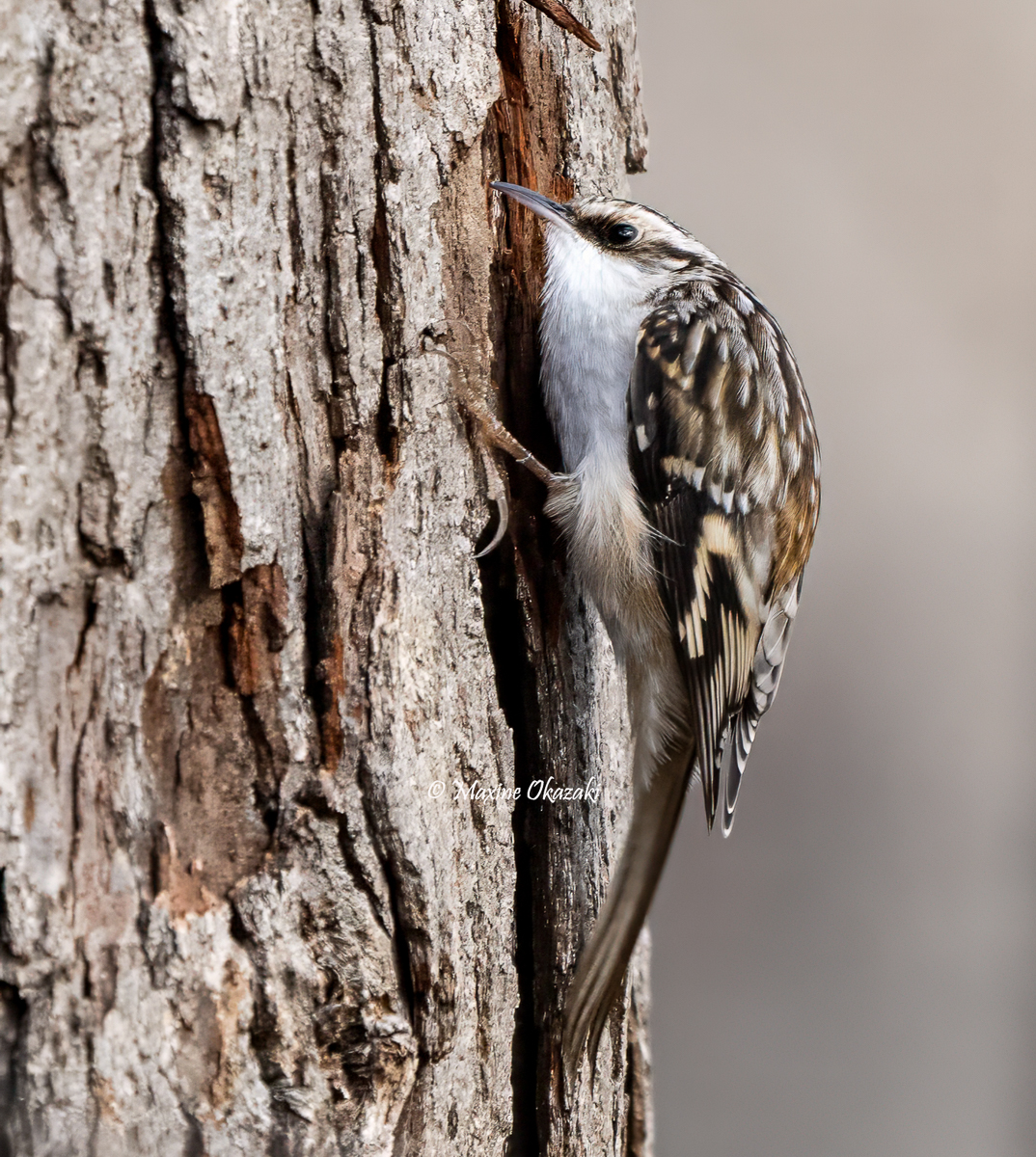 Brown creeper, Orange County, NC