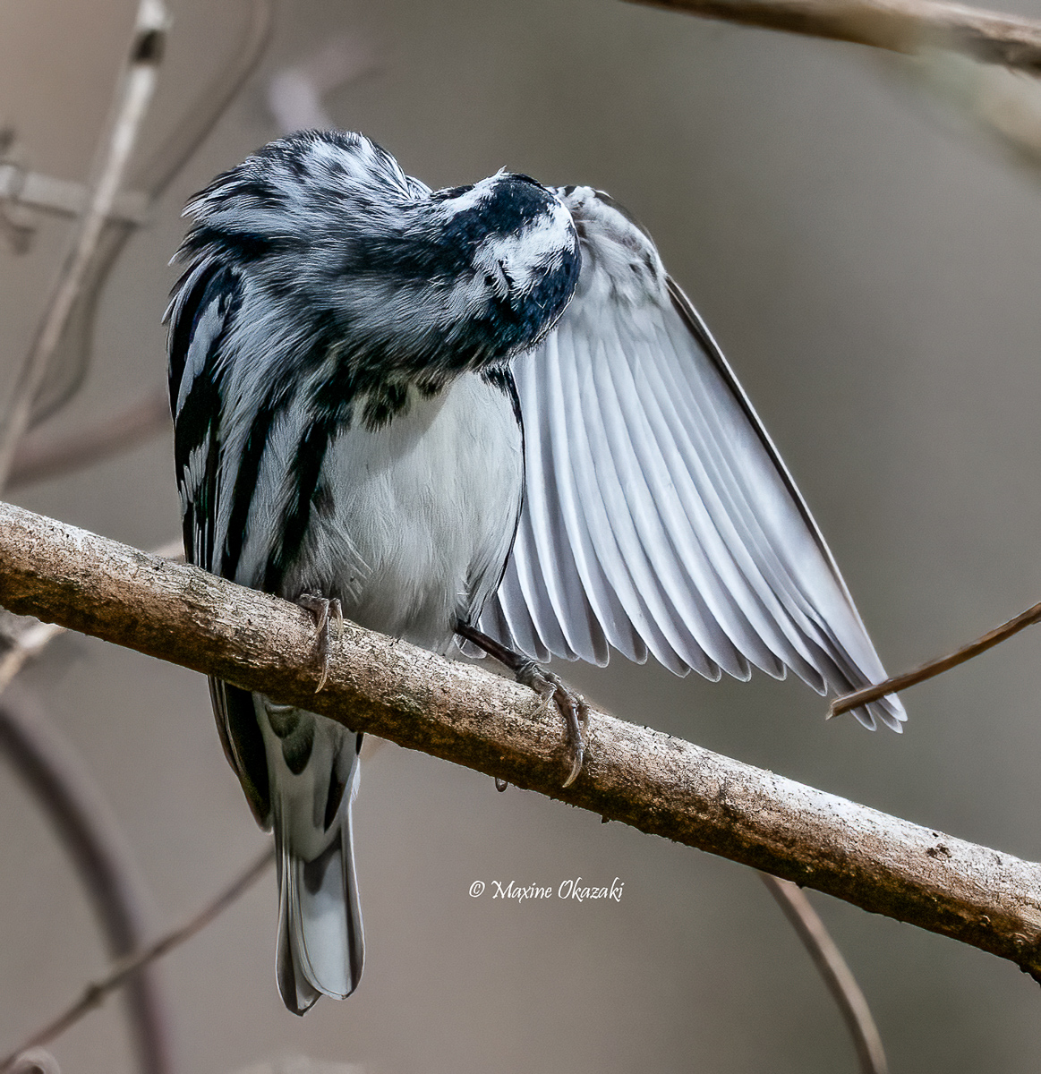 Black-and-white warbler preening, Durham County, NC