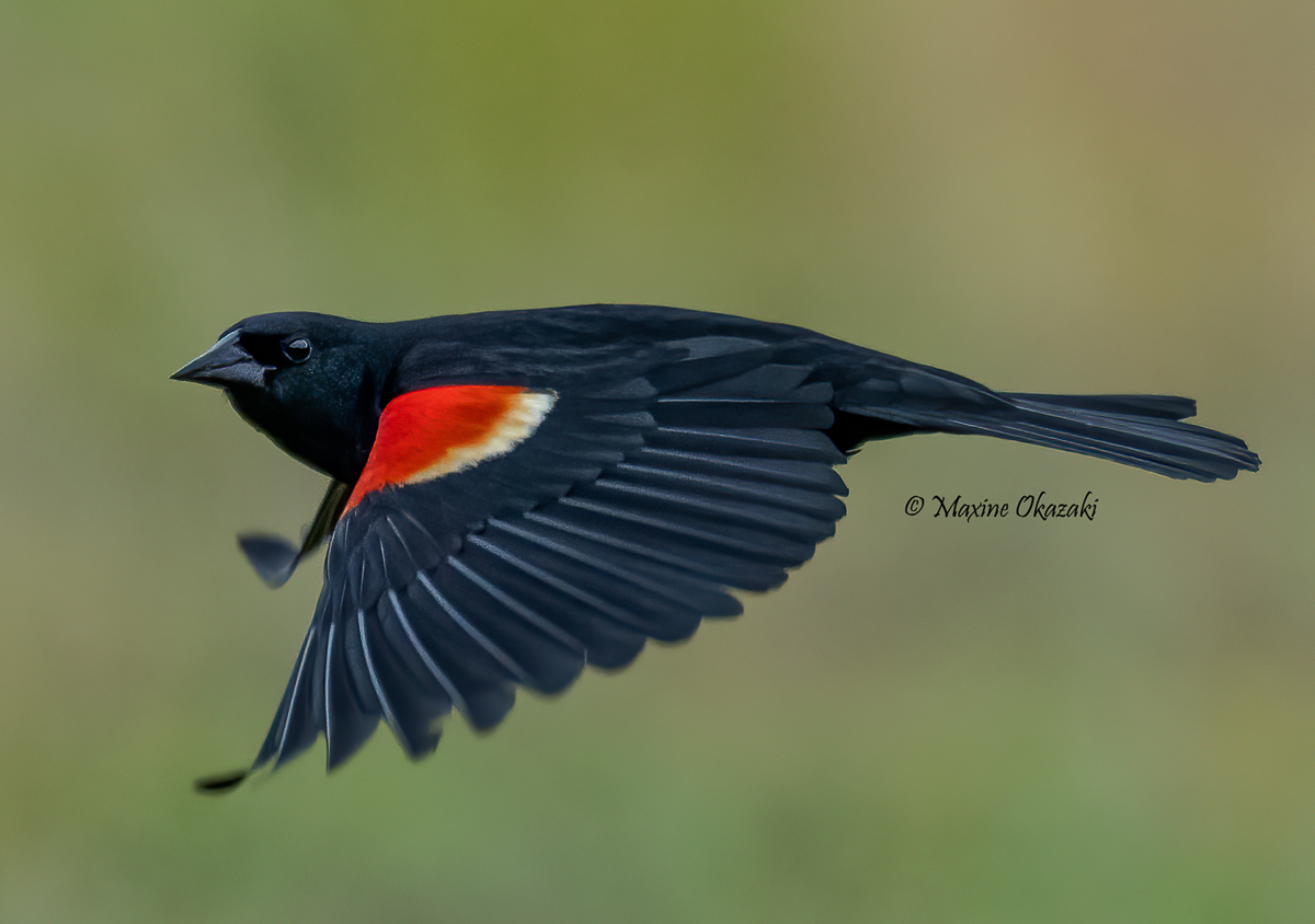 Red-winged blackbird, Durham County, NC