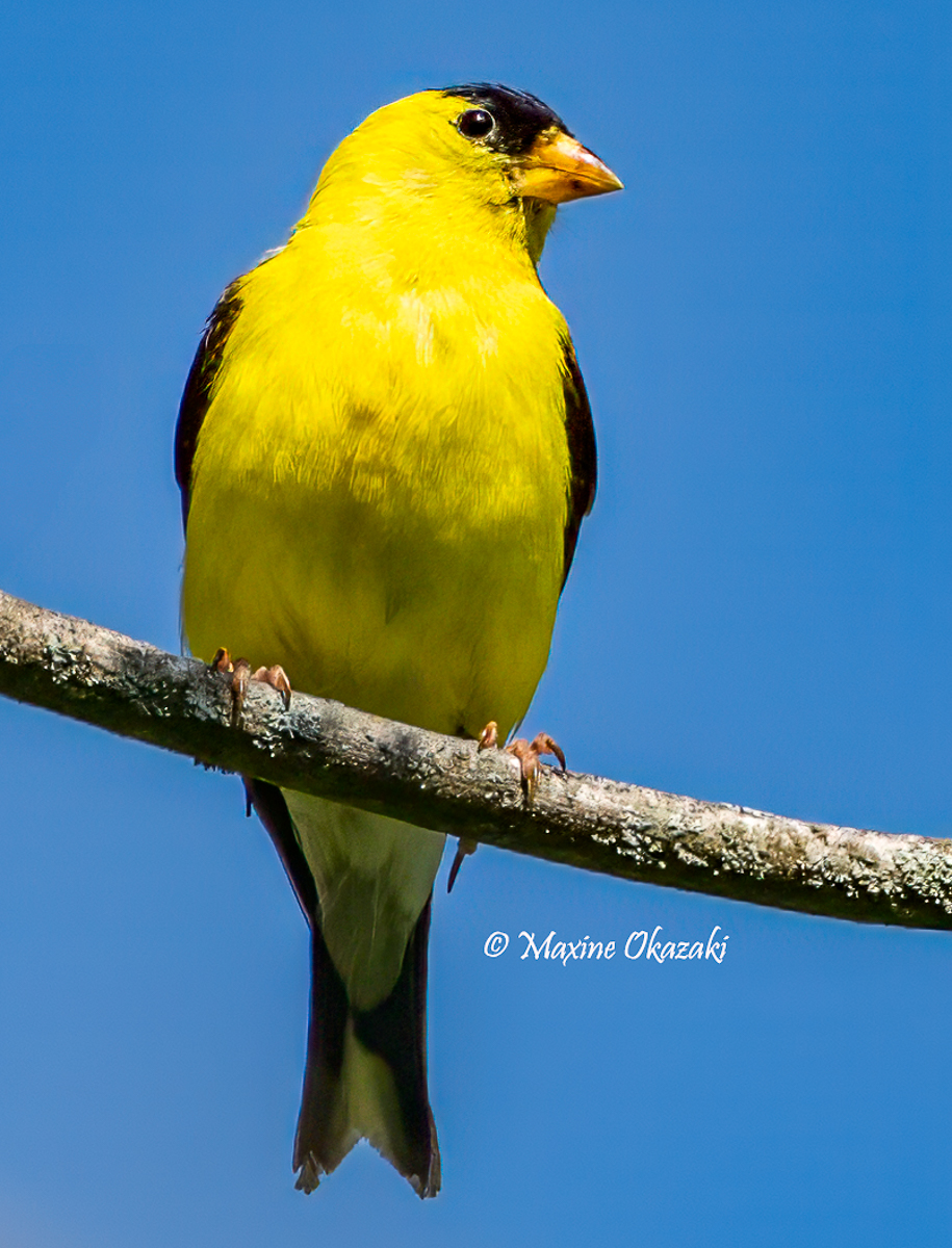 Male American goldfinch, Durham County, NC