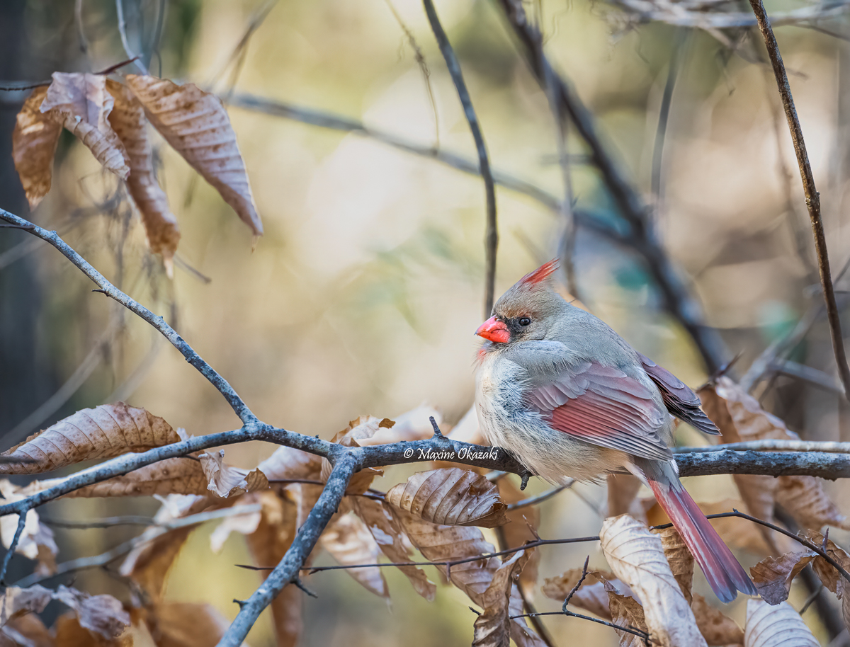 Female cardinal, Orange County, NC