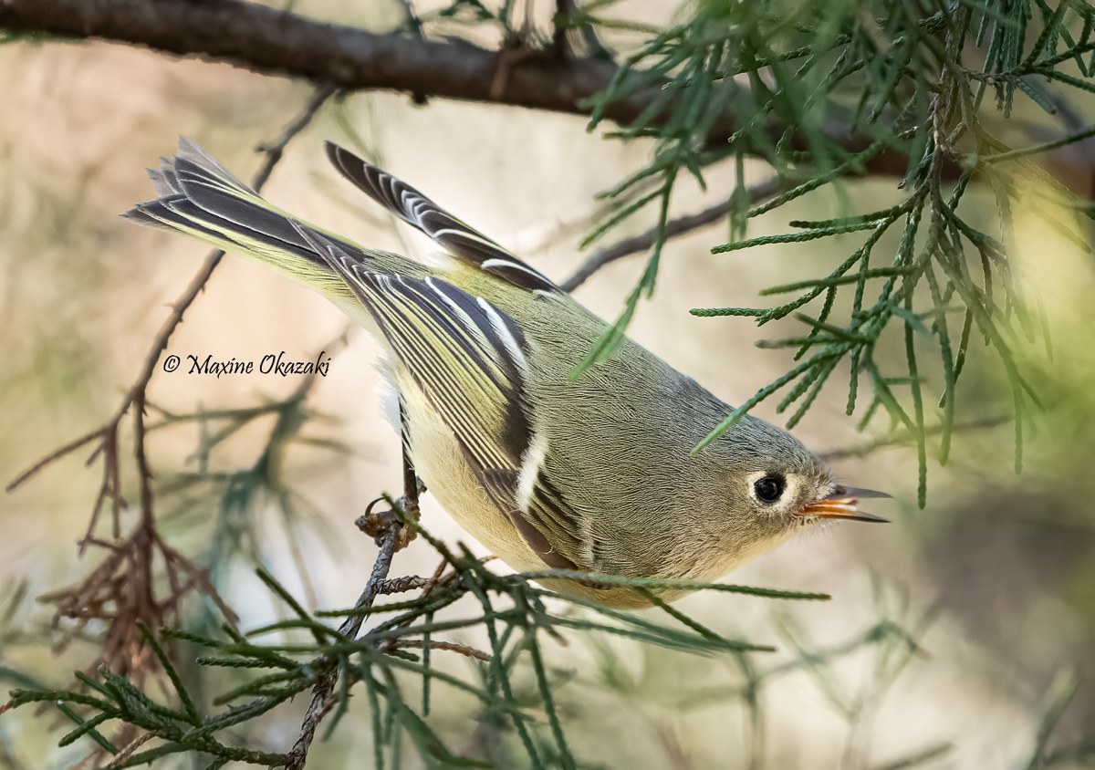 Ruby-crowned kinglet, Durham County, NC