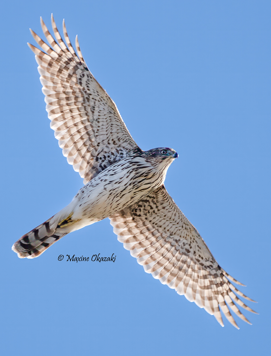 Immature Cooper's hawk, Wake County, NC