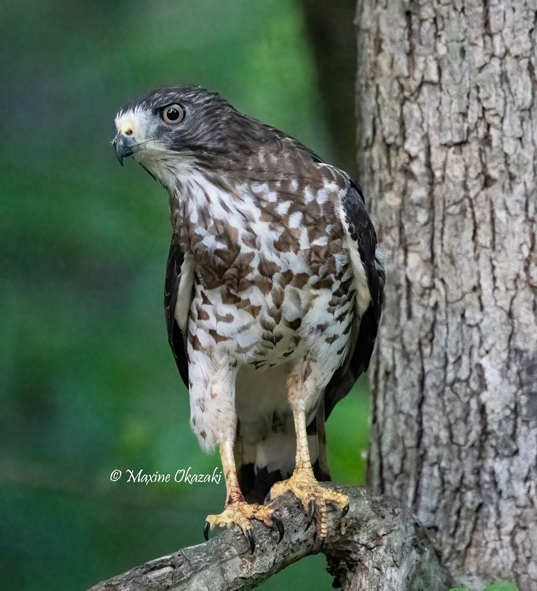 Broad-winged hawk, Orange County, NC