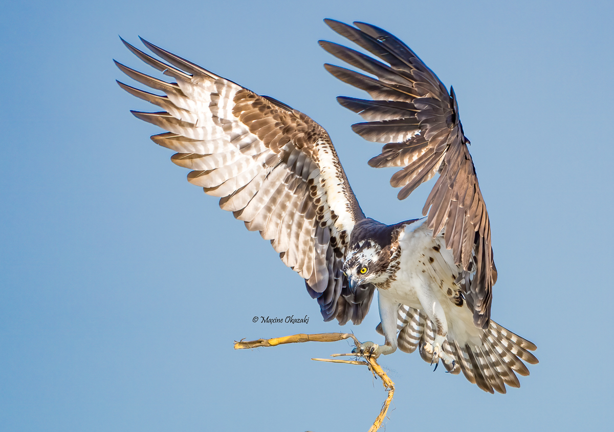 Osprey bringing twig to nest, Outer Banks, NC