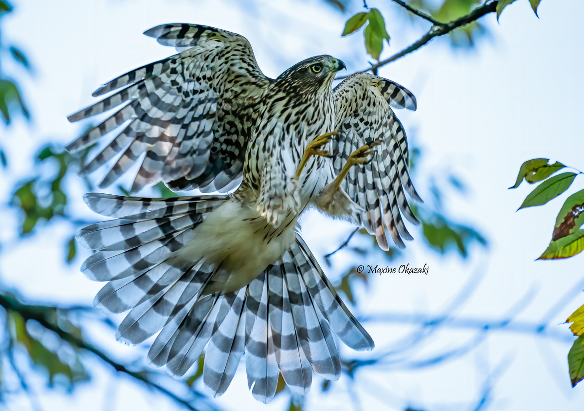 Immature Cooper's hawk hunting, Durham County, NC