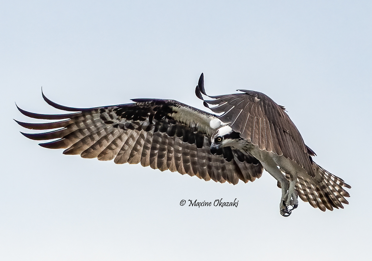 Osprey, Outer Banks, NC