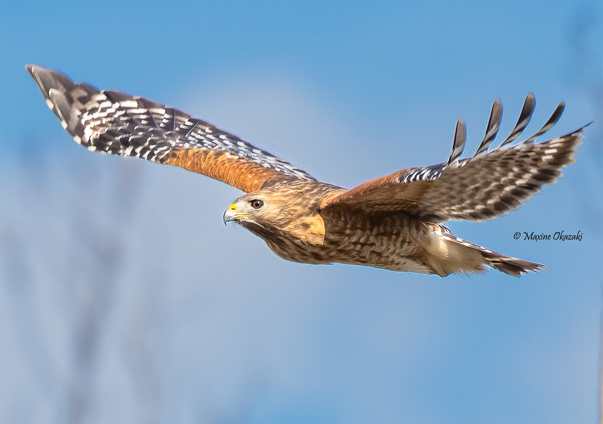 Red-shouldered hawk, Wake County, NC